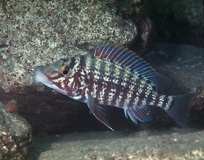 Lobochilotes labiatus 'Magara'